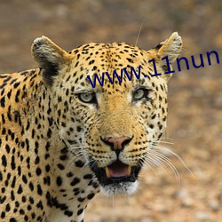 www.11nun.com