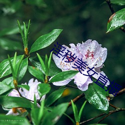 淫秽美女直播 （万国）