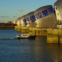 野兽嗅蔷薇