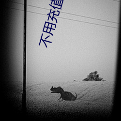 不用充值(值)的聊(聊)天(天)交友(友)软件