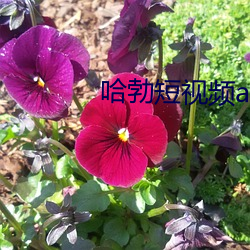 哈勃短视频app