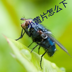 小黃片怎麽下