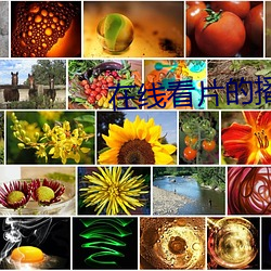 在线看片的播放器