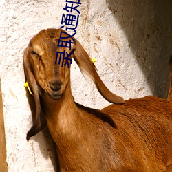 录取通(tōng)知(zhī)免费寓目完整版(bǎn)