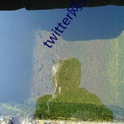 twitter网页版入口