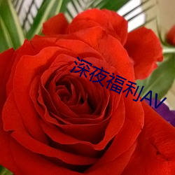 深夜福利AV