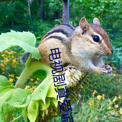 电视剧真爱谎言