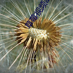 草莓视频app下载污(wū)