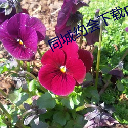 同城约会下载ppa