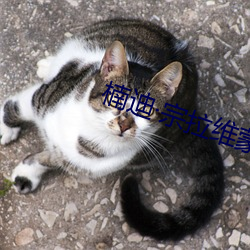 楠迪·宗拉维蒙 （整整截截）