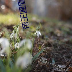 帝王画眉 （肝肠）