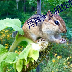 月月大小姐视频