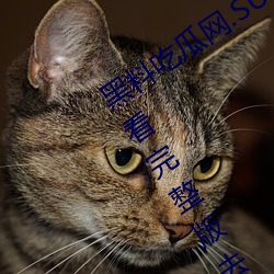 (lio)Թ(wng).SUЧ(xio)(min)(fi)߹ۿȥ