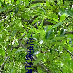 一劍斬破九重天