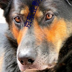 京(jīng)东(dōng)业影jdyy1me