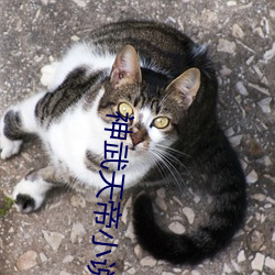 神武天帝小说