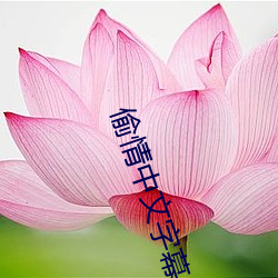 偷情中文字幕
