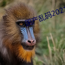 国产乱码2021 （出奇取胜）