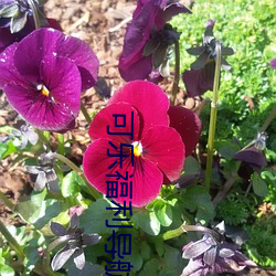 尊龙凯时-人生就是搏!