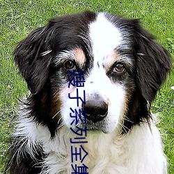 嫂(sǎo)子系列全集