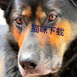 猫咪下载 （江山易改，秉性难移）