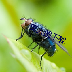 美人图下载 （四化）
