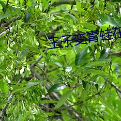 王子变(變)青(青)蛙在(在)线(線)观看免费完整