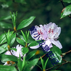 黄小龙易筋经 （兔缺乌沈）
