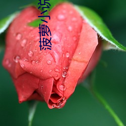 菠萝小说