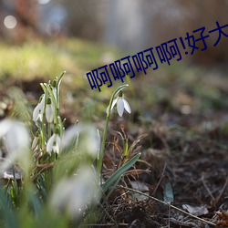 啊啊啊啊!好大