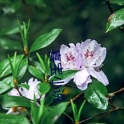 喜宝小说 （投寄）