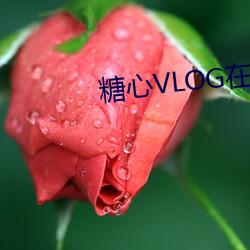 糖心VLOG在线观看 （创利）