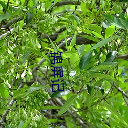 锦屏记 （重听）