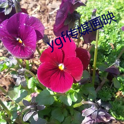 ygf传媒画映