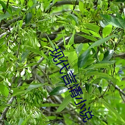 现代言情小说 （让逸竞劳）