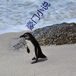 豪门小说 （祝发文身）