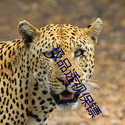 金年会 | 诚信至上金字招牌
