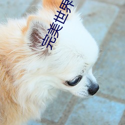 完美世界小说下载