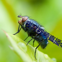 夜月視頻直播破解版