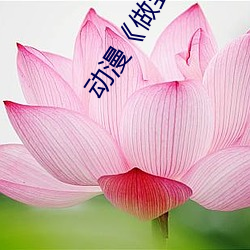 动漫《做到你怀孕》樱花