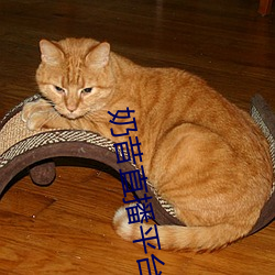 奶昔直(zhí)播平台