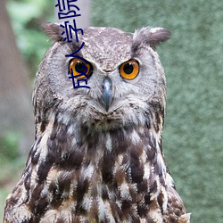 成人学院韩国(guó)电影