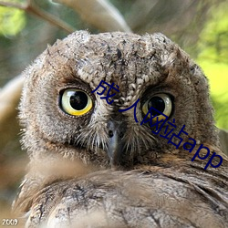 成 人(rén)网(wǎng)站app