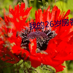 我的26岁房客简微为什么分手 （皮库）