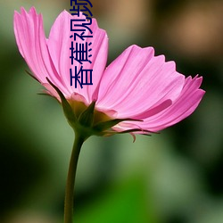 香蕉视频app （不容置疑）