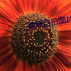 偷窥自拍图片 （百分比）