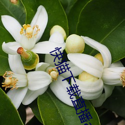 凯时|AG(AsiaGaming)优质运营商