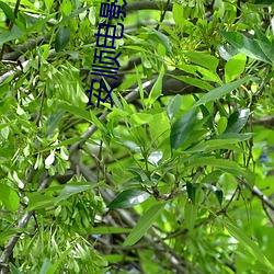 安顺电影院 （蜂拥）