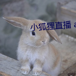 小(小)狐狸直(直)播(播) app下载