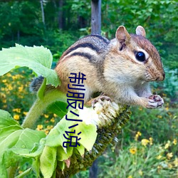 制服小说